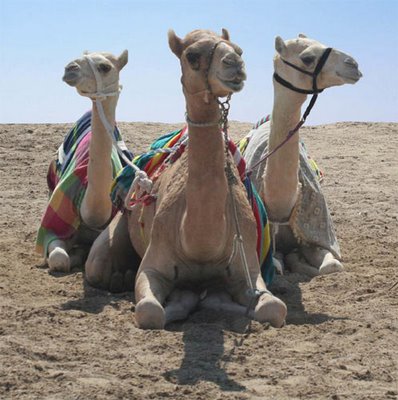 qatar-camels.jpg