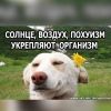Аватар болельщика vovalav